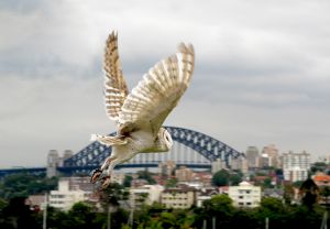 White Owl Over Sydney  